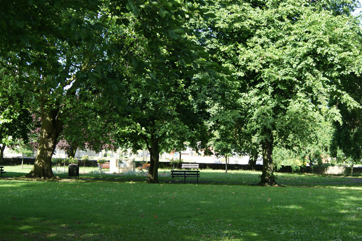 A row of trees in a park, with a bench between two of the trees.